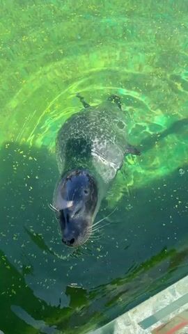 A seal or sea lion is seen swimming and playing in a bright green-tinted pool. The animal repeatedly dives and surfaces, showcasing its sleek dark grey body and flippers. When it surfaces, its face, complete with prominent whiskers, is visible. The water is a vibrant emerald green, likely due to algae or artificial coloring, and has small floating particles on its surface. Reflections of the surroundings, possibly trees or structures and a clear sky, are visible on the water. Concrete edges of the enclosure are visible in some shots. The scene appears to be well-lit, indicating daytime. The video was recorded in Tepebaşı, Turkey.