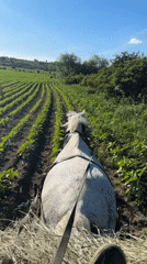 Horse-drawn hay wagon documented working sunflower fields near settlement