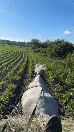 Horse-drawn hay wagon documented working sunflower fields near settlement