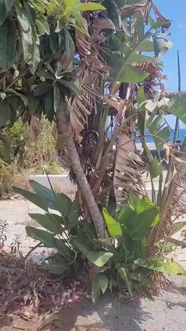 The video pans across a patch of vegetation near a body of water. The plants include large-leafed plants, possibly banana trees, and a tree with smaller leaves. The ground is covered in dry leaves and debris. In the background, a white structure and the blue ocean can be seen. The sun appears to be shining.