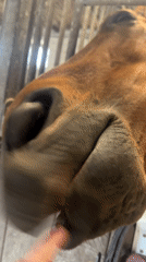 Horse shows teeth while being petted at Belgian stable