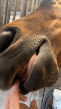 Horse shows teeth while being petted at Belgian stable