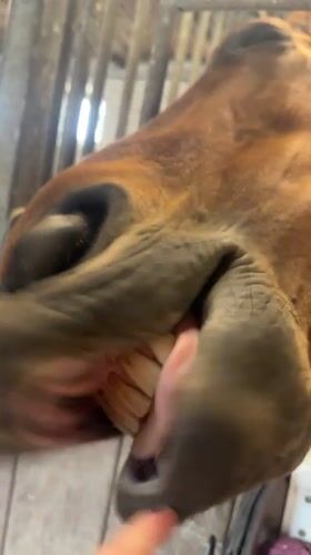 Horse shows teeth while being petted at Belgian stable