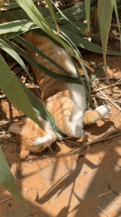 Cat stretches, breakfast served in Tel Aviv morning