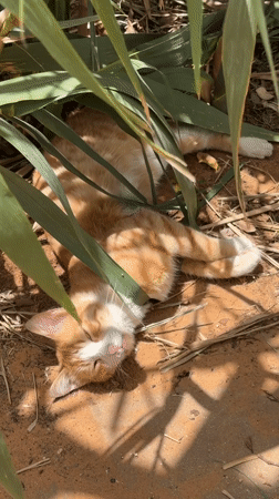 Cat stretches, breakfast served in Tel Aviv morning