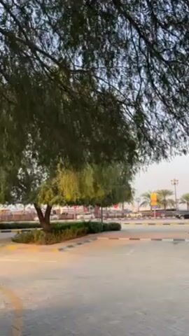 The video shows a scene in what appears to be a parking lot or public space with a view towards a street. A large tree is in the foreground, partially obscuring the view of the background. The ground is paved with patterned bricks. Across the street, there are vehicles, palm trees, and streetlights visible. The sky is bright, suggesting it is daytime.