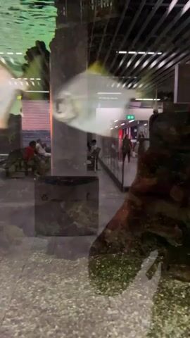 The video begins with a reflection of the viewer on a glass surface, with people and architectural elements visible in the background. The camera then pans to reveal an aquarium with several fish swimming. The fish are silver and yellow, and the aquarium is filled with gravel at the bottom. The background of the aquarium is blurred, but it appears to be an indoor public space, possibly an airport or a shopping mall, with signs and lights visible. The reflection of the viewer is still present on the glass, superimposed over the aquarium. The video ends with a shot of several silver fish swimming in the aquarium.