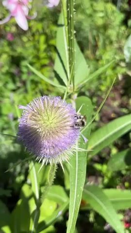 The video shows a close-up of a purple thistle flower in a garden. A bumblebee is visible on the flower, collecting pollen. The flower is surrounded by green leaves and other garden plants. The background is blurred, but shows more flowers and greenery. The video is taken in bright daylight.
