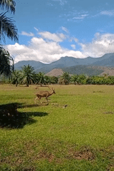 Deer spotted crossing grassy field in Jantho, Indonesia