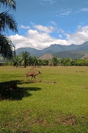 Deer spotted crossing grassy field in Jantho, Indonesia