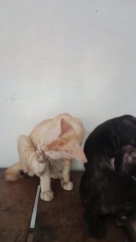 Two cats are sitting on a wooden surface against a white wall. The cat on the left is ginger and white and is grooming itself with its paw. The cat on the right is black and appears to be grooming its head. The cats are positioned side-by-side, with the ginger cat slightly in front of the black cat. The environment appears to be indoors, possibly a room or shelter.