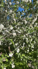 Spring blooms and greenhouse documented by witnesses