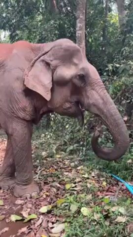 The video shows an elephant drinking from a blue hose in a wooded area. The elephant is brown and muddy, with visible wrinkles on its skin. It stands on a forest floor covered in leaves and green vegetation. The background includes trees and dense foliage. The elephant uses its trunk to hold the hose and drink.