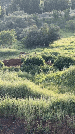 Gazelles and ducks spotted in Jerusalem wildlife area