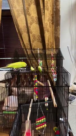 A bright yellow budgie is perched on the top edge of a large, multi-level black metal birdcage. The budgie is facing to the right and is pecking at a green slice of lime that is attached to the cage bars. A second green slice of lime is visible to the right of the first. Inside the cage, various colorful bird toys hang from the top, including beaded strands and coiled springs. The cage itself is positioned in front of a window with large, patterned brown curtains. The background is dimly lit.