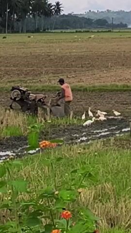 A person in an orange shirt and dark pants operates a tiller in a muddy field. Several white birds, possibly egrets, are scattered around the field, some near the tiller and others further away. The field appears to be a rice paddy, with remnants of straw and water visible. In the background, a line of palm trees forms a treeline, beyond which a hazy landscape is visible. The sky is overcast. The foreground shows some green foliage and red flowers. The video captures a brief moment of agricultural activity in a rural setting.