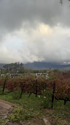 A wide, eye-level shot of a vineyard on a cloudy day. Rows of grapevines with reddish-brown leaves stretch across the foreground, supported by wooden posts. Green grass and fallen leaves cover the ground beneath the vines. In the background, a cluster of white buildings is visible among trees. Beyond that, rolling hills and mountains are shrouded in thick, low-hanging clouds. A tree branch with green leaves hangs in the upper right corner of the frame.
