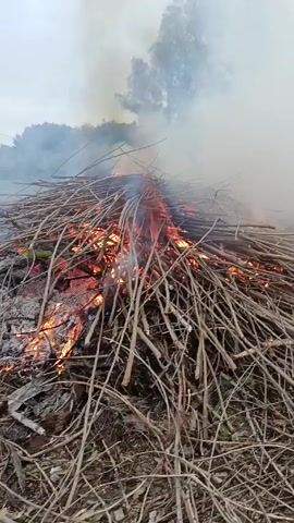 A large bonfire is burning outdoors. It is composed primarily of dried tree branches and twigs. The fire is active, with flames and embers visible throughout the pile. A significant amount of smoke rises from the fire, obscuring the sky and adding to the overall haziness of the scene. The surrounding environment appears to be a field or open area with some greenery and distant trees visible in the background. The sky is overcast. An apparent white utility pole is visible to the left in the background. There are no people visible in the foreground.