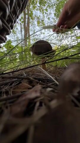The video shows a close-up, low-angle shot of a person's hands picking a mushroom from the forest floor. The mushroom is small and brown, with a thick stem. The person's hands are manicured with dark red nail polish. The ground is covered in dry leaves, pine needles, and green grass. A woven basket is visible in the upper left corner of the frame. The background consists of trees and green foliage, suggesting an outdoor, wooded environment. The lighting is natural and diffused, consistent with an overcast day or shaded forest.