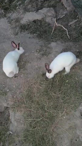 Two white rabbits with brown markings on their ears are in an outdoor enclosure. The ground is a mixture of dirt, dry grass, and some rocks. One rabbit is positioned closer to the camera, with its head down as if sniffing or eating. The second rabbit is further away and facing away from the camera, appearing to be in motion. There is a thin branch on the ground near the second rabbit. A green wire fence is visible in the background. The lighting suggests it is either early morning or late evening.
