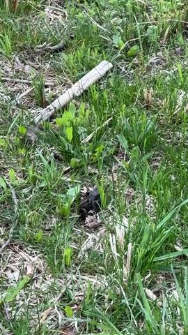 The video shows a patch of green grass with dandelions and other small plants. A short, white piece of wood lies horizontally near the top of the frame. In the center of the grass, there is a pile of dark-colored animal feces. Water is running off to the left of the feces.