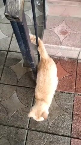 A light orange cat with a striped tail is seen from above, sniffing and rubbing against a dark metal pole. The cat is on a tiled floor. The video then shows a person's black shoe stepping into the frame near the cat, which then moves away from the pole. The cat turns and looks up towards the camera.
