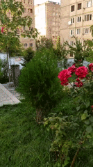 Red roses blooming in a Yerevan garden, city buildings behind