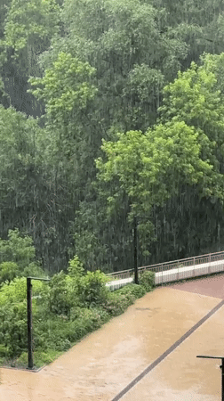 Heavy afternoon rainfall in tree-lined Moscow area