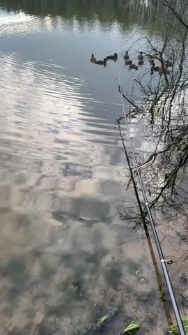 A fishing rod is in the foreground to the right of the frame, with its line extending into the water. Several ducks are swimming in the water. The background shows a forest with trees reflected in the water.