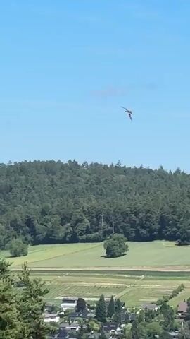 A red kite soars against a clear blue sky over a lush green forest. In the foreground, a field is visible with a few trees scattered across it. The kite is in focus and appears to be flying in a circular motion. The video is shot from a high vantage point, giving a wide view of the landscape.