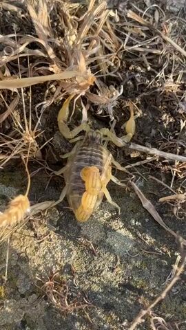 A scorpion with several smaller scorpions on its back is shown on the ground. The scorpion is facing away from the camera. The ground is covered with dry grass and dirt. The lighting suggests it is daytime.