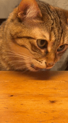 Tabby cat feeds on wooden table in Milan