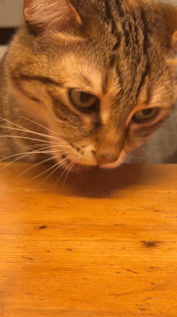 Tabby cat feeds on wooden table in Milan