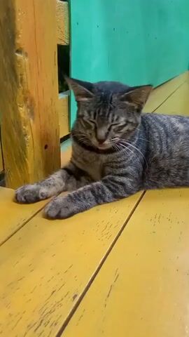 A tabby cat with black and grey stripes lies on a yellow wooden surface. The cat is grooming itself, licking its paw. Behind the cat is a green wall and a wooden support post. The video is shot from a low angle, focusing on the cat.