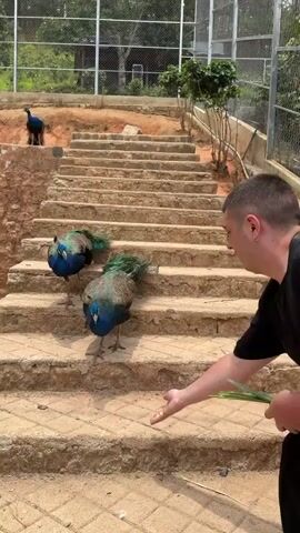 In an outdoor daytime scene, a man in a black t-shirt is seen on the right, extending his hand with green leafy stems towards several peacocks. The setting appears to be an enclosure or park with a long concrete staircase leading upwards.

In the foreground, one peacock with iridescent blue and green plumage is bending down to pick at something on the ground at the base of the stairs, its tail feathers fanning slightly. Another peacock stands a few steps higher, also facing the man, while a third peacock is visible further up the stairs near a dirt mound and a wire fence. In the background, beyond the fence, there are lush green trees. The ground around the staircase is a mix of concrete steps and dirt. The overall impression is of a visitor interacting with peacocks in a dedicated animal area.