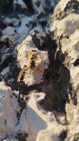 A close-up, low-angle shot captures a wasp resting on a rough, textured surface of white and grey rocks. The wasp, with its distinctive yellow and black stripes and translucent wings, is positioned in the center of the frame. The rock formations are uneven and jagged, with shadows cast by the sunlight, suggesting an outdoor setting. The lighting indicates it is daytime, likely late afternoon or early morning given the warm tones and defined shadows. The texture of the rock is rough and porous, with some areas appearing smooth and others chipped or eroded. The background is filled with more of these rock surfaces, creating a sense of natural, rugged terrain. The image is sharp, focusing on the detail of the wasp and its immediate surroundings. The environment appears dry and arid. There is no visible text in the media file. The location is identified as Karaburun, Turkey, which is consistent with a rocky, coastal environment. The activity depicted is simply the wasp at rest on the rock.
