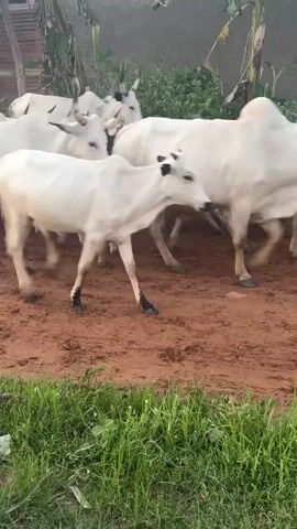 A herd of white cattle is moving across a dirt path in Jawu, Nigeria. The cattle are mostly white with some black markings on their faces and ears. They appear to be of the Zebu breed, characterized by their humped backs and dewlaps. The ground is a reddish-brown dirt, and there is green grass growing along the edges of the path. In the background, there are some buildings with corrugated metal roofs, and vegetation including palm trees. The overall lighting suggests it is daytime, possibly late afternoon given the soft light. The cattle are in motion, walking in the same direction, which could indicate they are being herded to a new location, perhaps to pasture or to a market. The scene is rustic and agricultural, typical of rural Nigerian landscapes. There is no visible text in the media.