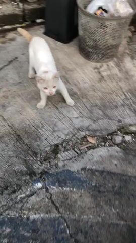 This media file is a short video clip of a white cat with ginger markings on its head and tail. The cat is wearing a red collar. It is standing on a concrete surface, which appears to be an outdoor walkway or pavement. The surface is weathered and cracked, with some debris scattered on it. In the background, there are some out-of-focus objects, including what looks like a metal grate or sheet, a dark rectangular object, and a textured surface, possibly another wall or structure.

The cat is looking downwards, and its body posture suggests it might be curious or about to move. The overall scene appears to be outdoors. The lighting suggests it is daytime, possibly morning or afternoon, with natural light illuminating the area. There are no clear indicators of specific weather conditions.

The location context is provided as Kalisampurno, Indonesia. This suggests the scene is likely in a residential or urban outdoor environment within that region. There is no visible text in the video. The focus is entirely on the cat and its immediate surroundings. The emotion conveyed is neutral, with the cat's action being the primary subject of interest.