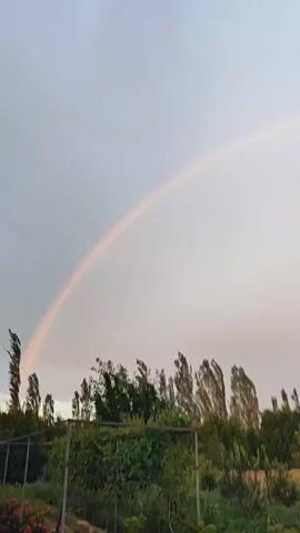 This video captures a beautiful natural phenomenon: a rainbow stretching across a hazy, overcast sky. The scene is set in a rural or garden environment, with lush green trees and foliage forming a natural backdrop. In the foreground, there are signs of cultivation, including what appear to be raised garden beds and trellises, suggesting a cared-for garden or small farm. The presence of some red flowers adds a touch of color to the landscape.

The overall atmosphere is serene and peaceful, with the soft, diffused light hinting at either dawn or dusk, or perhaps a day with lingering rain clouds. The weather is clearly damp, as evidenced by the rainbow itself, a classic indicator of sunlight interacting with water droplets in the atmosphere. The wind seems to be present, as some of the taller trees are bent, swaying in the breeze. The setting appears to be in Жаңы-Абад, Kyrgyzstan, a location that evokes images of rural landscapes and open spaces. There is no visible text in the video. The primary subject is the rainbow and the surrounding natural environment. The activity taking place is simply the observation of this beautiful weather event.