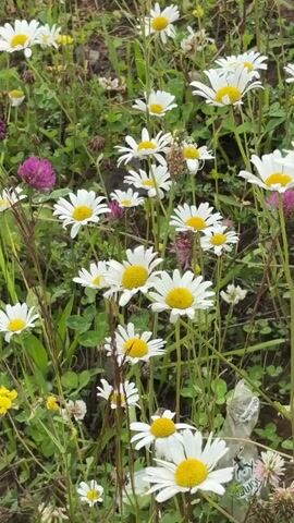 A close-up, vertical shot shows a patch of wild daisies blooming amongst green grass and clover. The daisies are white with yellow centers, and some have pink clover flowers scattered among them. The background is blurred, suggesting a natural, outdoor setting. The camera is stationary.