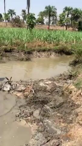 Two men are transferring liquid into a muddy pond. One man is wearing a black shirt and the other is wearing a maroon shirt. The man in black holds a yellow container as he walks through the mud. The other man is helping the first to navigate the muddy water. The pond is in a rural area with sugar cane fields in the background. There are palm trees dotting the landscape.