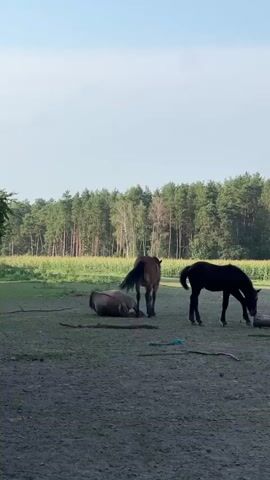 A horse lies on its side in a field, rolling and kicking its legs. Another horse stands nearby, watching the first horse. A third horse is partially visible on the right, also grazing. The background consists of a line of trees and a field of tall grass. The ground is dirt and grass.