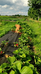 Summer farming season documented in Ukrainian village fields