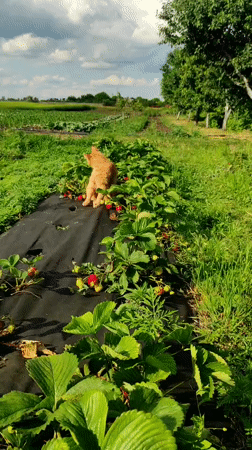 Summer farming season documented in Ukrainian village fields