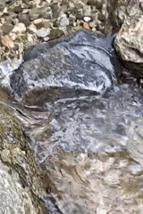 Streams, stone houses, and hillside flora in Vashisht