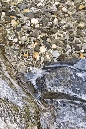Streams, stone houses, and hillside flora in Vashisht