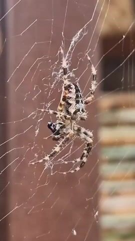 A spider, its body patterned with brown and white markings, is suspended in the center of its intricate web. The web, made of fine, glistening threads, is stretched across the frame. The background consists of blurred, muted brown and green tones, suggesting an outdoor environment with perhaps some foliage or a wooden structure. The spider appears to be holding something small and dark in its mouthparts, possibly prey. The lighting is soft, illuminating the spider and its web clearly against the diffused background. The video is a close-up shot focusing entirely on the spider and its web.