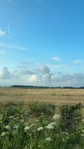 A vertical, wide shot shows a vast, open field under a bright blue sky with scattered white clouds. In the middle ground, a solitary white wind turbine stands tall, its three blades angled slightly. The field in front of the turbine is dry and golden, appearing to be a harvested wheat field. Beyond the turbine, a strip of vibrant green crops or vegetation is visible, followed by a distant line of trees or foliage. The foreground of the image features a blur of green grass and white wildflowers, suggesting the shot was taken from a moving vehicle or from a low vantage point. The overall scene depicts a rural, agrarian landscape on a clear day.