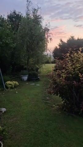 The video pans across a garden scene at dusk. The sky is painted with hues of pink and orange from the setting sun, with wispy clouds scattered across it. Lush green grass covers the ground, interspersed with various plants and trees. To the left, a tall, slender tree with feathery leaves stands prominently, accompanied by a large white planter. To the right, a dense evergreen tree with deep green needles dominates the foreground, with flowering plants in shades of red and yellow peeking out from beneath it. A narrow path, made of flat stepping stones, leads through the garden towards a clearing in the distance. The overall impression is one of a peaceful and serene evening in a well-tended garden.