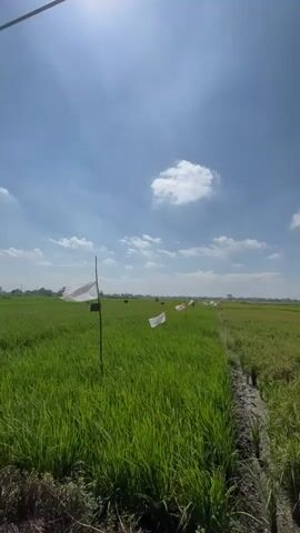 A vertical, low-angle shot captures a bright sunny day in a rural landscape. The sky is a vibrant blue, with a few fluffy white clouds scattered across it. Sunlight glints from the upper left corner of the frame. The main focus is a vast green rice field, with a path of muddy earth running along the right side. Several poles are planted in the field, each with a small white and red flag attached. These flags appear to be the Indonesian national flag, based on their colors. The flags are mostly stationary, suggesting minimal wind. In the distance, the field extends towards a hazy horizon. The overall impression is of a serene, agricultural setting under a clear sky.